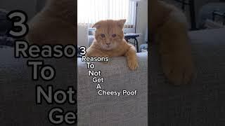 3 Reasons to NOT get a Cheesy Poof  #catvideo #mycat #kittycat #shortsclip #cute #youtubeshorts