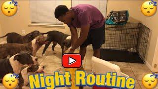 Night Routine  for my American Bully’s