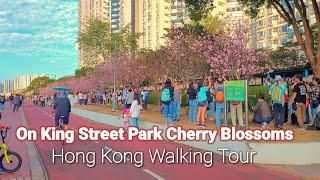 Hong Kong Cherry Blossom 2025 | On King Street Park Cherry Blossoms Tour