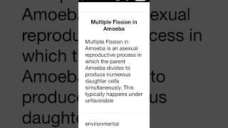 Multiple Fission in Amoeba