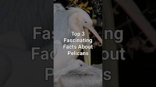 Top 3 Fascinating Facts About Pelicans #naturefacts #facts #wildlifeinfo #animals #nature #wildlife