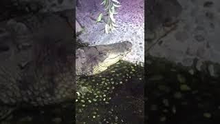 Crocodile and turtles