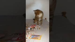 Monty Fascinated by Playing Cards Rain | Monty the Cat 