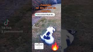 Freestyler-BomfunkMcs feat. MILO THE Dancing Husky #hund #funny #husky