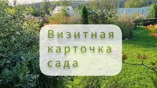 КОМПОЗИЦИЯ ИЗ КУСТАРНИКОВ - визитная карточка моего сада: простая и эффектная.