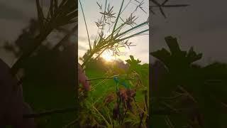 #nature