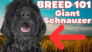 BREED 101 GIANT SCHNAUZER! Everything You Need To Know About The Giant Schnauzer