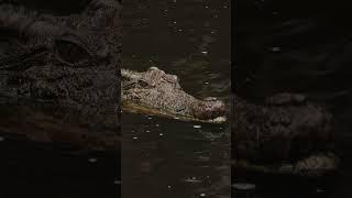 Crocodiles - Ancient Predators of the Wild #animals #rescue #shortvideo