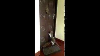 Watch what this cat does next