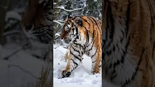 The King of the Taiga: A Powerful Amur Tiger in the Wild