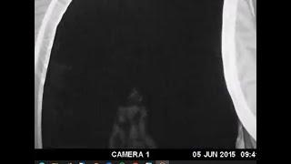 the Trailcam Video Captures Sasquatch Walking Through Campground video