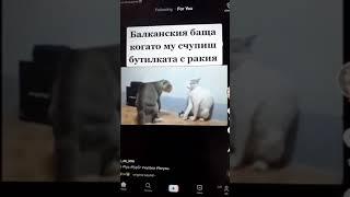 Най- смешните котки на този свят