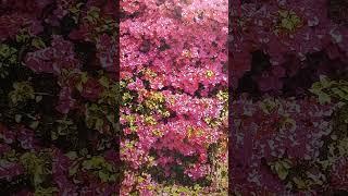 (1 часть) ИИСУС БЛИЗКО! ИИСУС ГРЯДЁТ! Я ЛИЧНО ЭТО УЖЕ ЗНАЮ ТОЧНО!