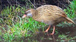 buff weka (a Māori hen) - Mou Waho Island, New Zealand