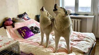 HUSKY SING AND TALKING. DUET TWO HUSKIES. Wolf howl.