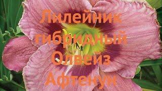 Лилейник гибридный Олвейз Афтенун  обзор: как сажать, луковицы лилейника Олвейз Афтенун