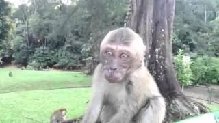 Sweet little long-tailed macaque