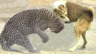 LEOPARD VS DOGS! Leopard attacks dogs. Leopard in Action PART 5