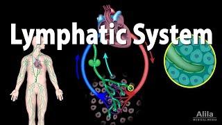 The Lymphatic System Overview, Animation