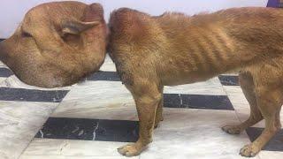 From Despair to Hope: The Miraculous Story of Vana – The Dog with a Balloon-Swollen Head.