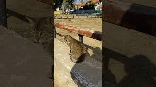 Серый уличный кот Полосатый хвост  Смешные коты  Grey stray cat Striped tail  Funny cats Memes 