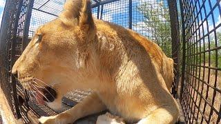 Moving Lions Time Warp | The Lion Whisperer