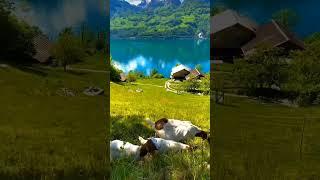 Soothing Water Views | Nature’s Calm | Explore Nature with Fayza #song #love #music #newmusic