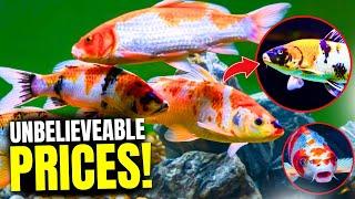 How Much Are Koi Fish - The Prices Will Shock You!