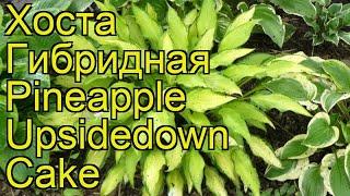 Хоста гибридная Пайнейпл Апсидедаун Кейк. Краткий обзор hosta hybridum Pineapple Upsidedown Cake