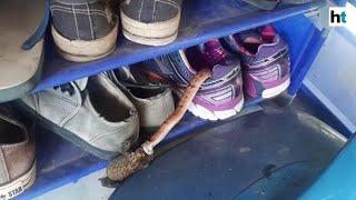 Thai woman finds snake eating a toad in her shoes