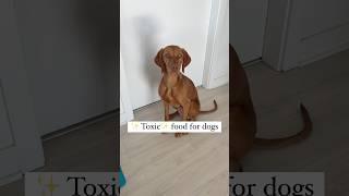 ️ Toxic food for dogs ️ #shorts #shortsfeed #dog #puppy #fyp #explore