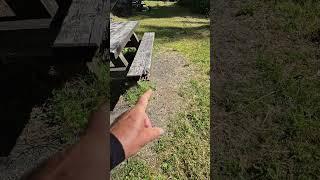 Chop chop goes the Blackberry bushes
