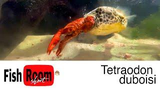 Tetraodon duboisi - Meal Time