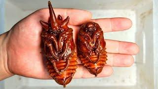 Let's dig up the pupa of Eupatorus gracilicornis! Rhinoceros Beetle (Beetle ASMR) .ENG ver