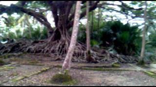 A&N - ROSS ISLAND - 500-YEAR-OLD BANYAN TREE.mp4