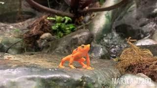 Panamanian Golden Frog Semaphore Wave