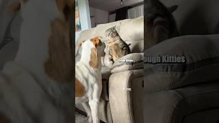Tough Kitties™ : website fan submission from Kapri Campos #shorts