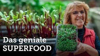 Microgreens anbauen: Gärtnern ohne Garten/für Jedermann im Haus machbar