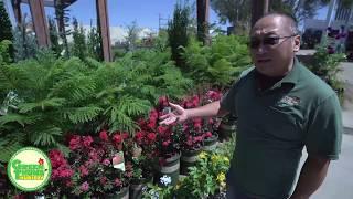 Jerry showcases the new dwarf Crape Myrtle variety at Green Thumb Nursery!