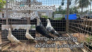 ആസിഫ്ക്കയുടെ ലോഫ്റ്റ് വിസിറ്റ് /Haifa pigeon/loft visit