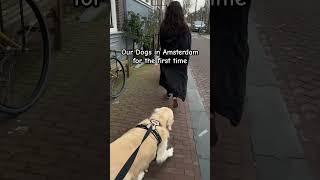 How did they do for their first time in Amsterdam? #amsterdam #dogs #dogsamsterdam #amsterdamcanals