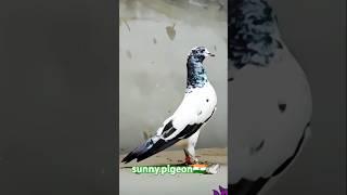 VIRAL #shorts️ #viralvideo #trending #subscribe #viralvideo @sunny.pigeon ️