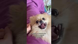 Выбрала собаку вместо детей?  #pomeranian #шпиц #померанскийшпиц #шпицы #смешныеживотные #kennel