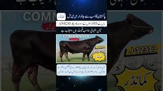 پاکستان کا سب سے جاندارجرسی بل - کمانڈر