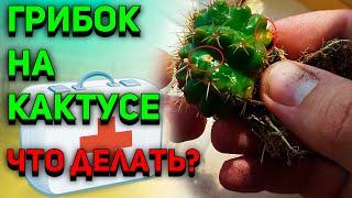 Грибок на кактусе. Болезни кактусов. Уход за кактусом.