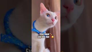 He didn’t believe me!#cat #catlover #viral #shorts #funny #comedy #pets #animals #trending #foryou