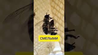 Будьте, как наши пчёлы  с новым годом ️ #пчеловодство #пчеловодстводляначинающих #пчёлы #мед