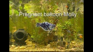 New pregnant balloon Molly gives birth to over 30 fry