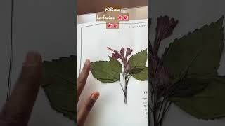 how to make a hibiscus herbarium #botany #projects #herbarium