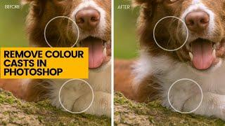 3 WAYS - HOW TO REMOVE COLOUR CASTS IN PHOTOSHOP | Without destroying coat colour